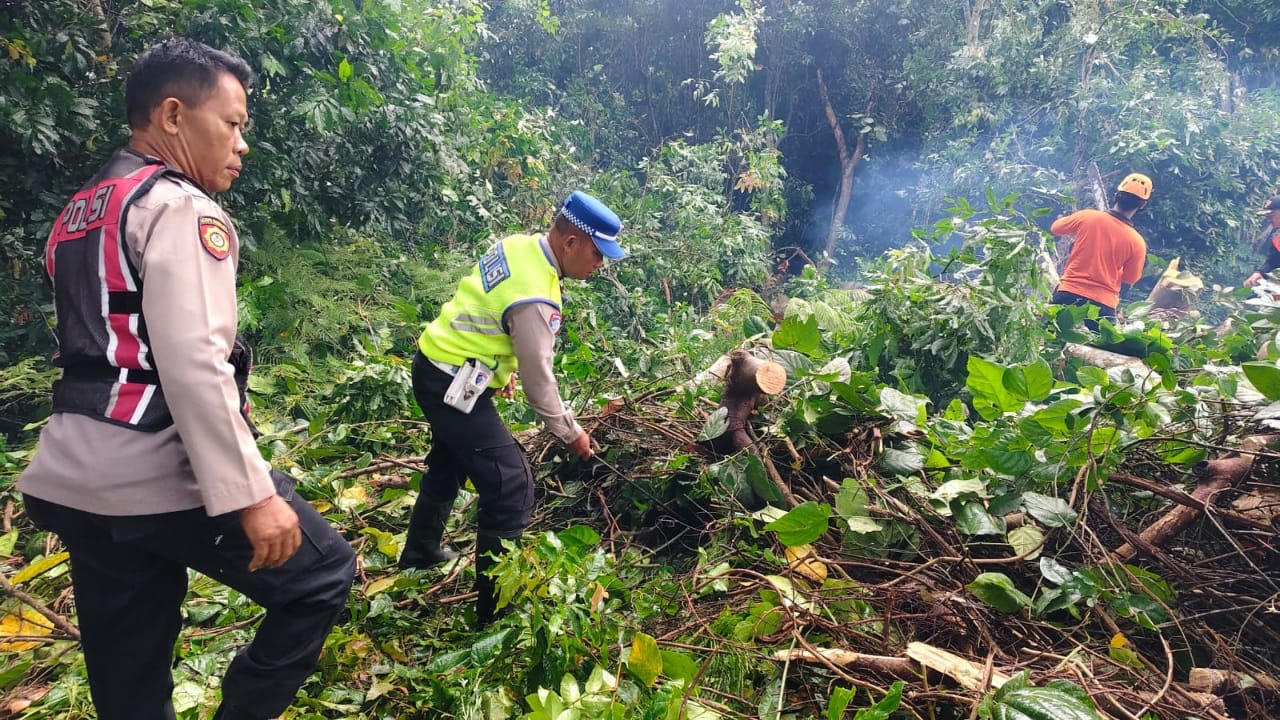Respons Cepat Aparat dan Warga, Evakuasi Pohon Tumbang di Melaya Tuntas, Arus Lalu Lintas Kembali Normal