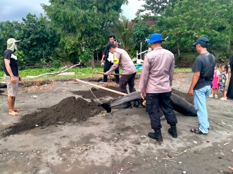 Polres Jembrana Respons Cepat Evakuasi Lumba-Lumba Terdampar di Pantai Melaya