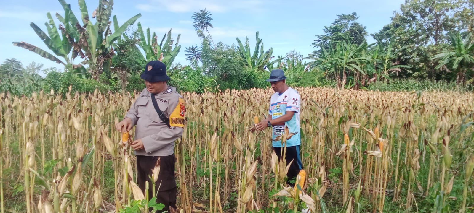 Bhabinkamtibmas Polsek Mandalle Pantau Panen Perdana Jagung Warga di Desa Manggalung