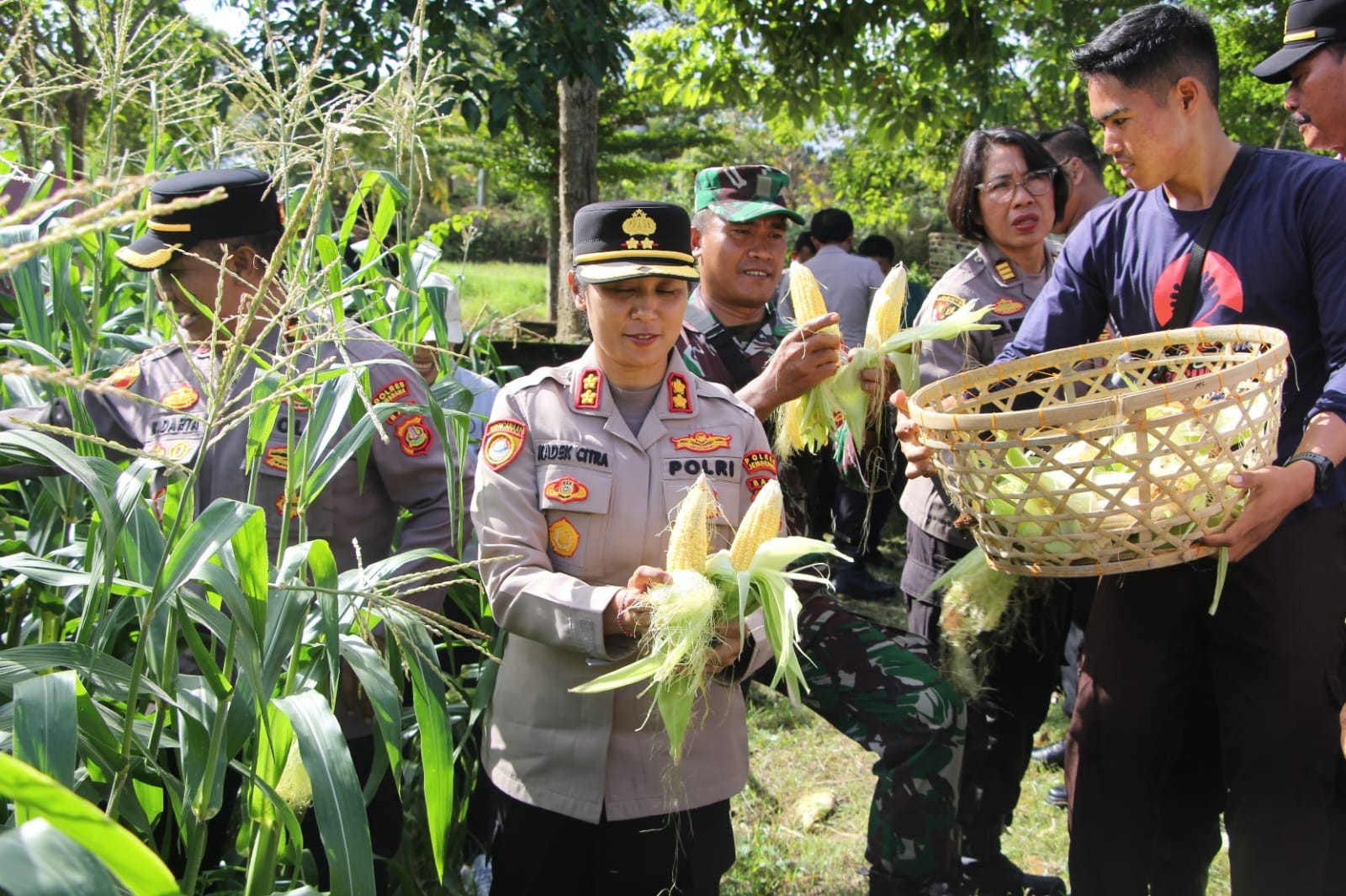Polres Jembrana Dukung Panen Raya Jagung Serentak, Hasil Panen Disalurkan untuk Program Makan Bergizi Gratis