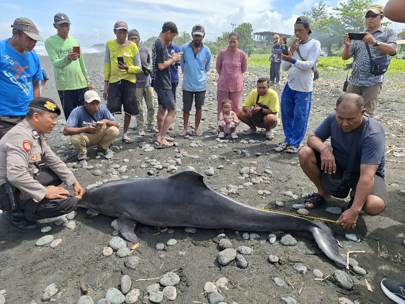 Respons Cepat Polsek Mendoyo Tangani Penemuan Lumba-Lumba Terdampar di Pantai Yehsumbul