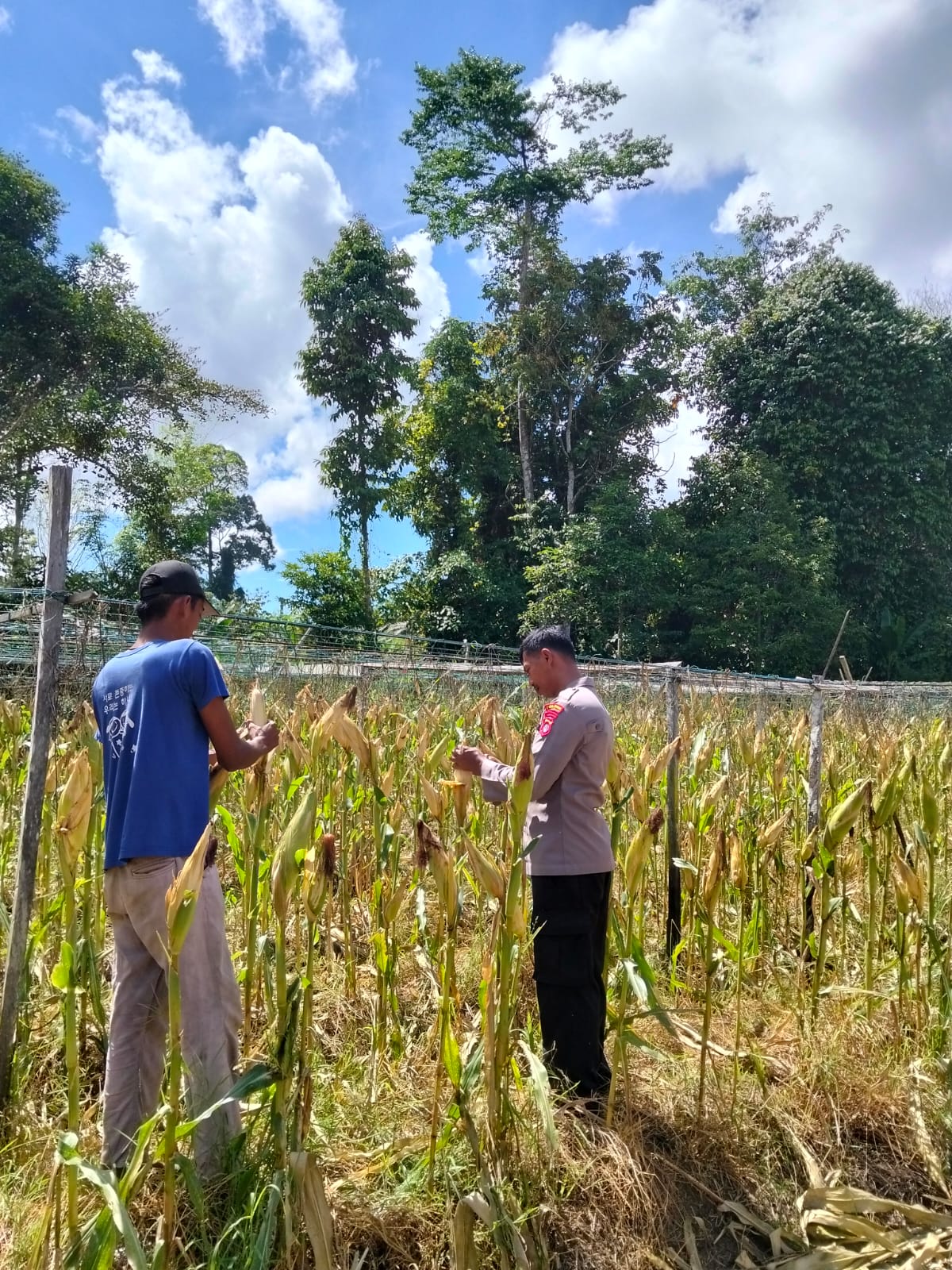 Monitoring Lahan Jagung di Lumbis, Tanaman Masuki Masa Menjelang Panen