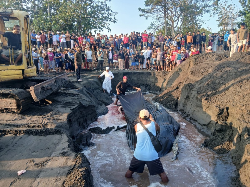 Sinergi Polres Jembrana dan Instansi Terkait Tangani Paus Bungkuk Terdampar di Pantai Perancak Sesuai Prosedur Konservasi