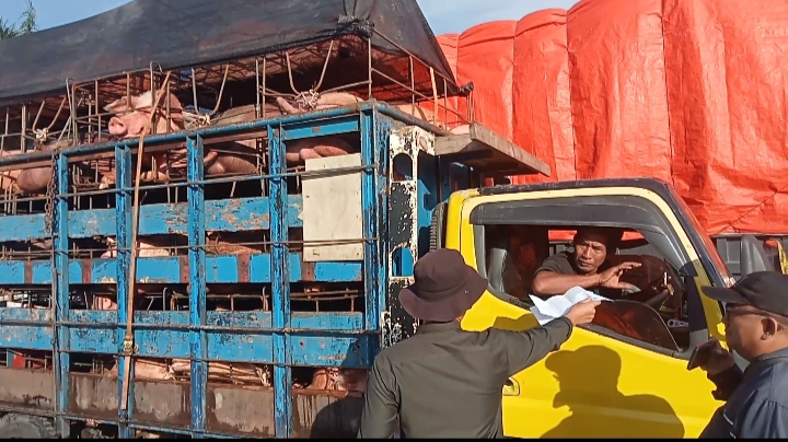 Supir Akui Babi Milik Bupati Nias Barat, Kabid Peternakan: Untuk Acara Adat.